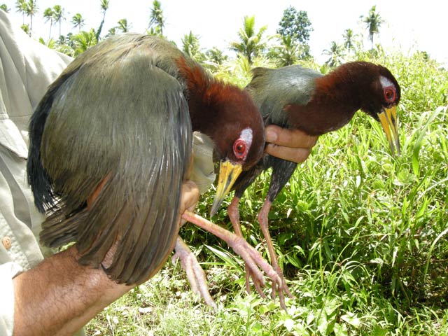 Pretty Talaud rail
