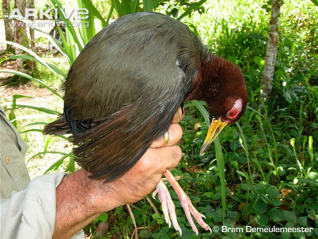 Pretty Talaud rail
