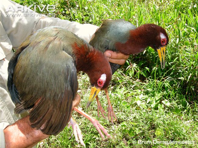 Pretty Talaud rail