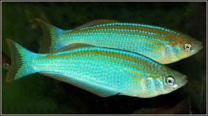 Tanganyika pearl lampeye