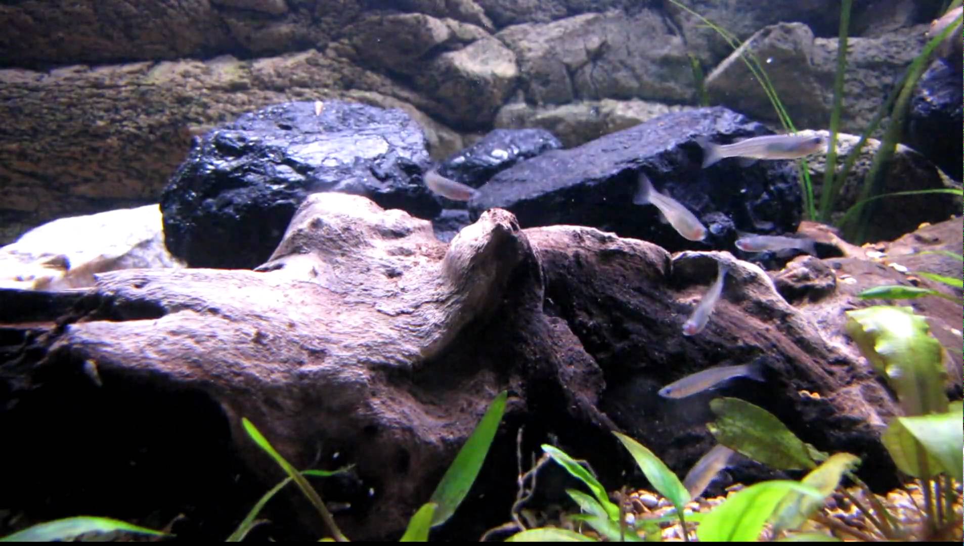 Pretty Tanganyika pearl lampeye