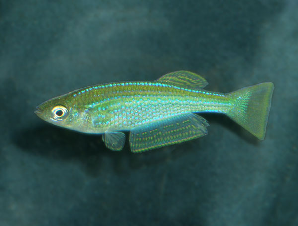 Pretty Tanganyika pearl lampeye