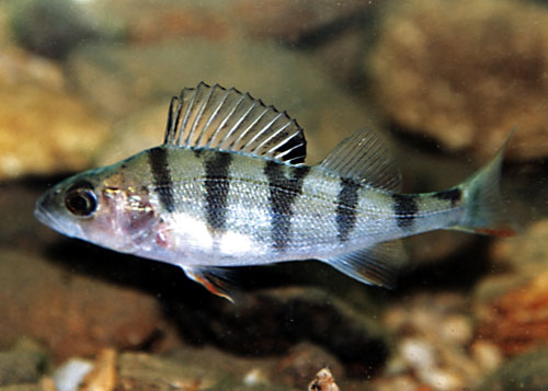 Pretty Target perch