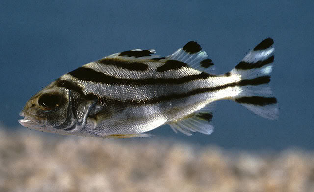 Pretty Target perch