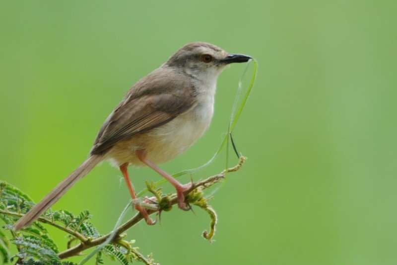 Tawny-flanked prinia