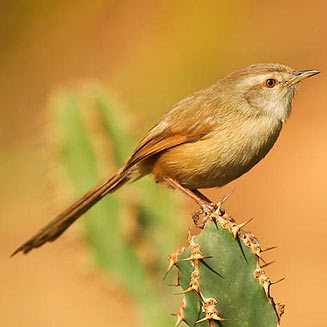 Pretty Tawny-flanked prinia