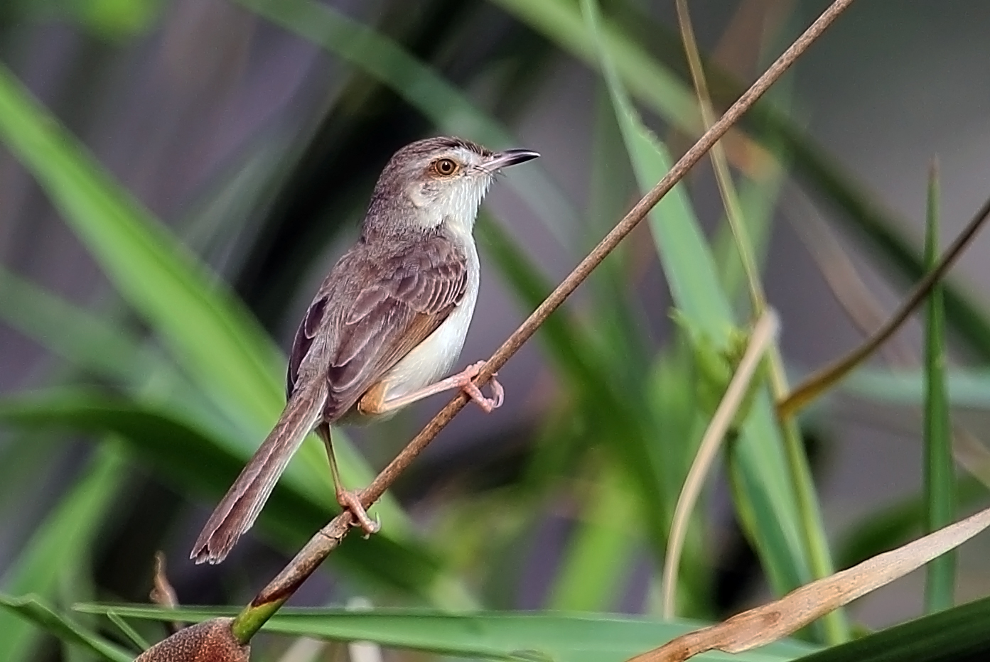 Pretty Tawny-flanked prinia
