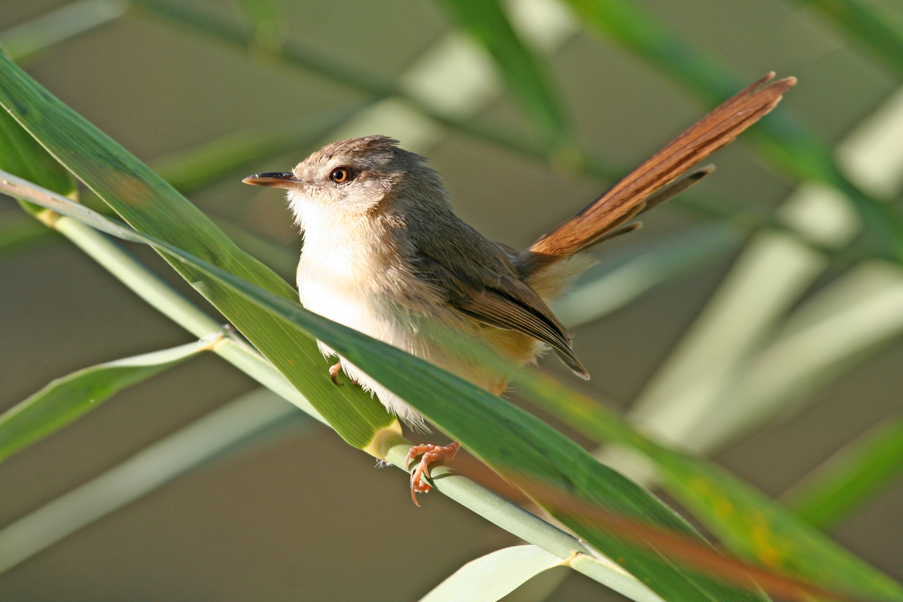 Pretty Tawny-flanked prinia