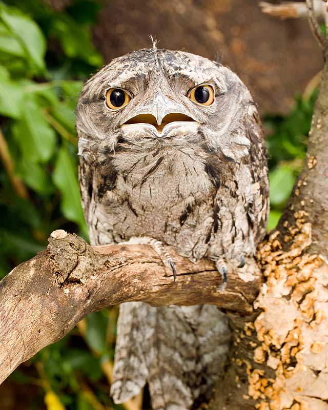 Tawny frogmouth