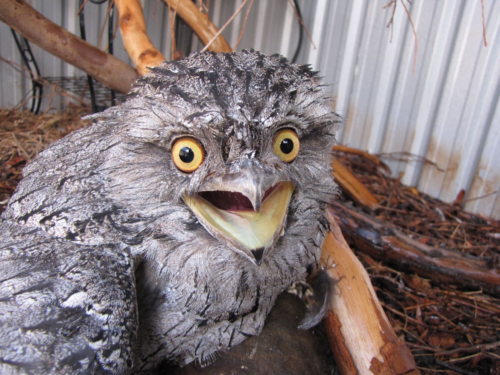 Pretty Tawny frogmouth