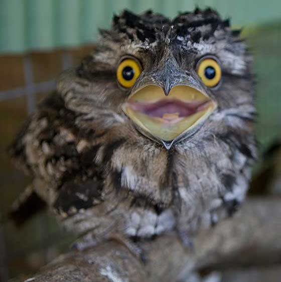 Pretty Tawny frogmouth