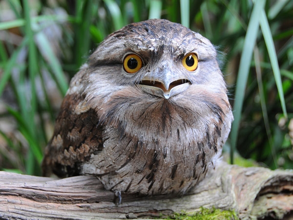 Pretty Tawny frogmouth
