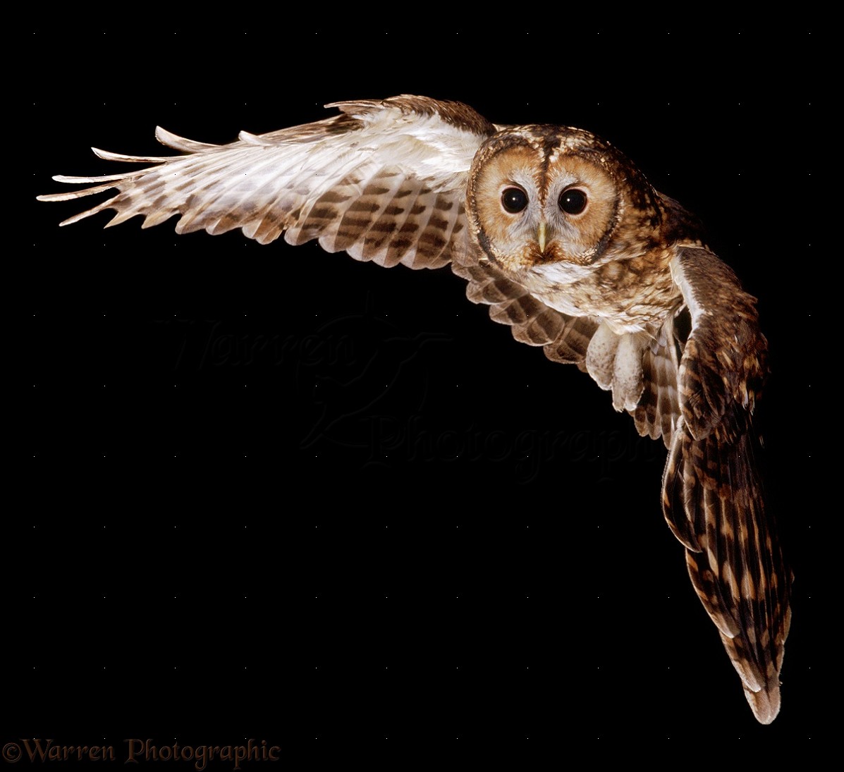 Tawny owl