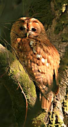 Pretty Tawny owl