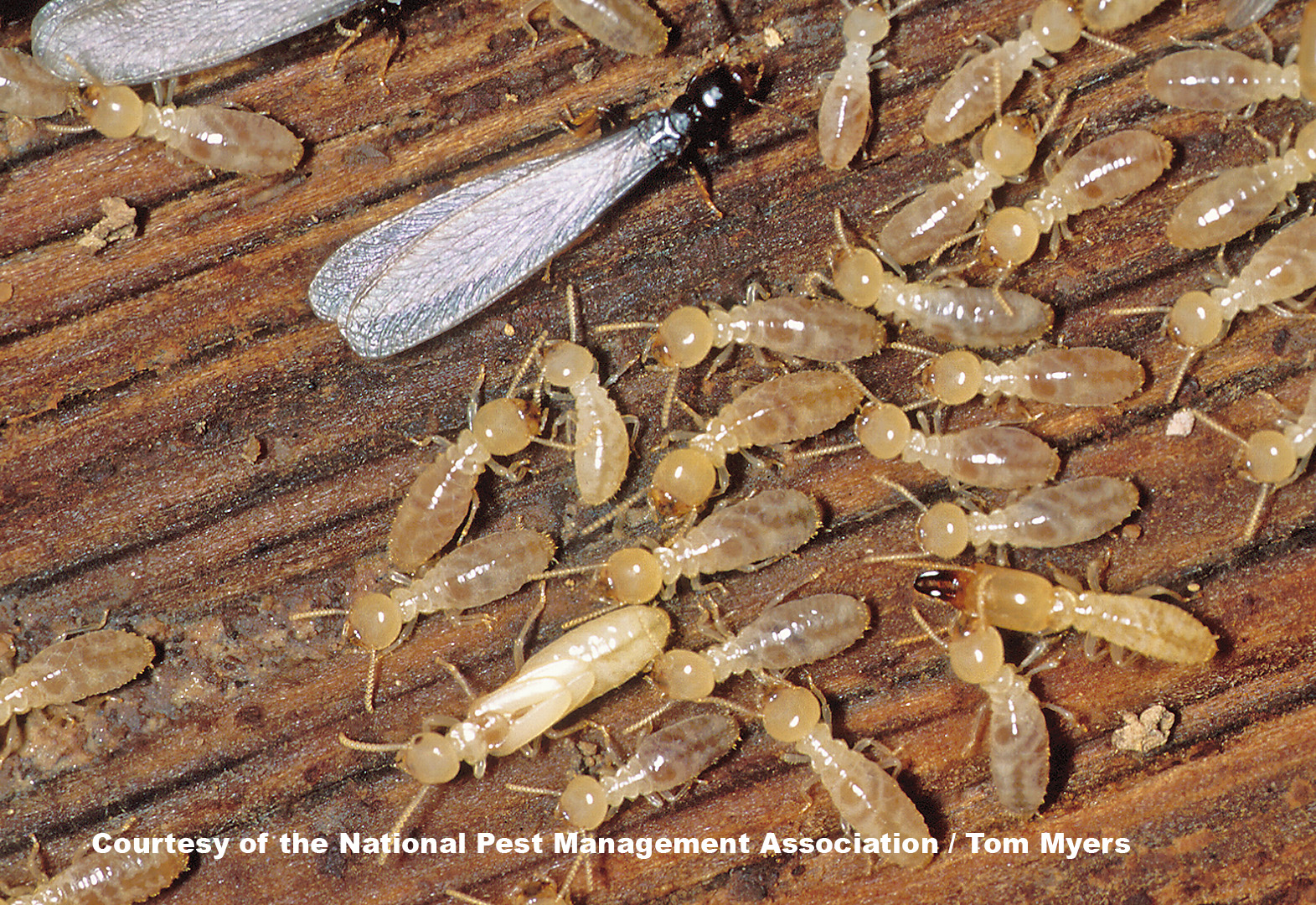Nice Termites