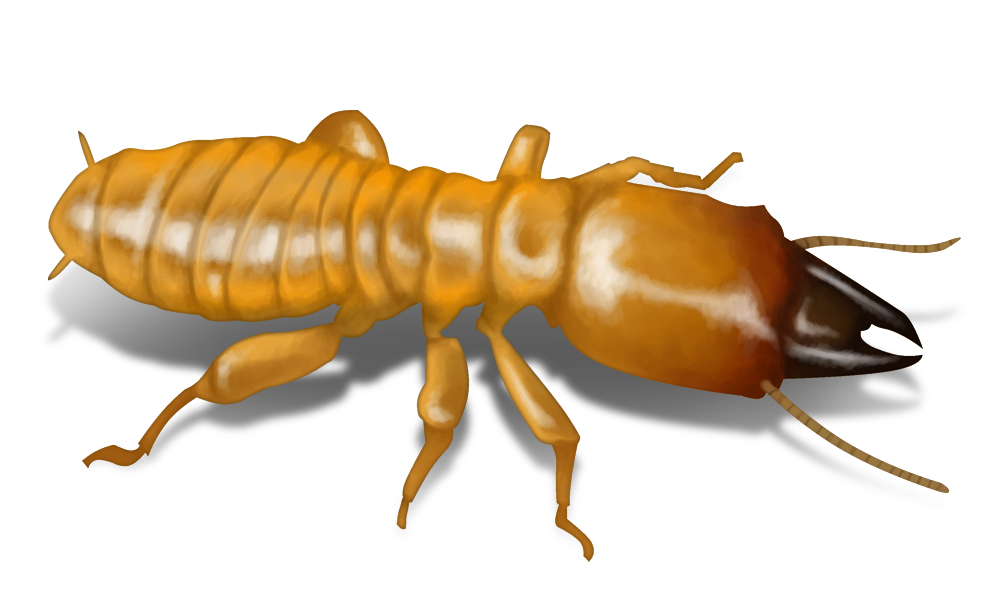 Cool Termites