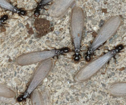 Photo Termites