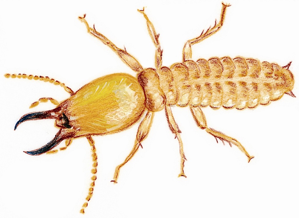 Termites photo 