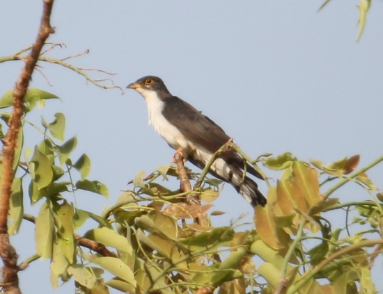 Thick-billed cuckoo