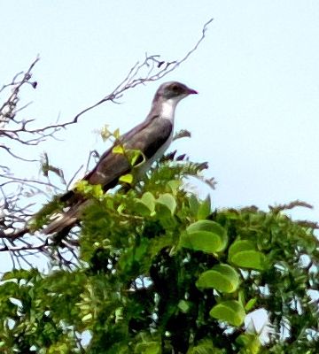 Pretty Thick-billed cuckoo