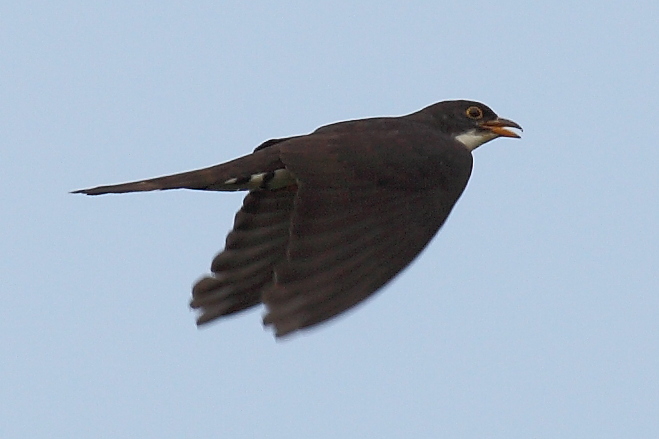 Pretty Thick-billed cuckoo