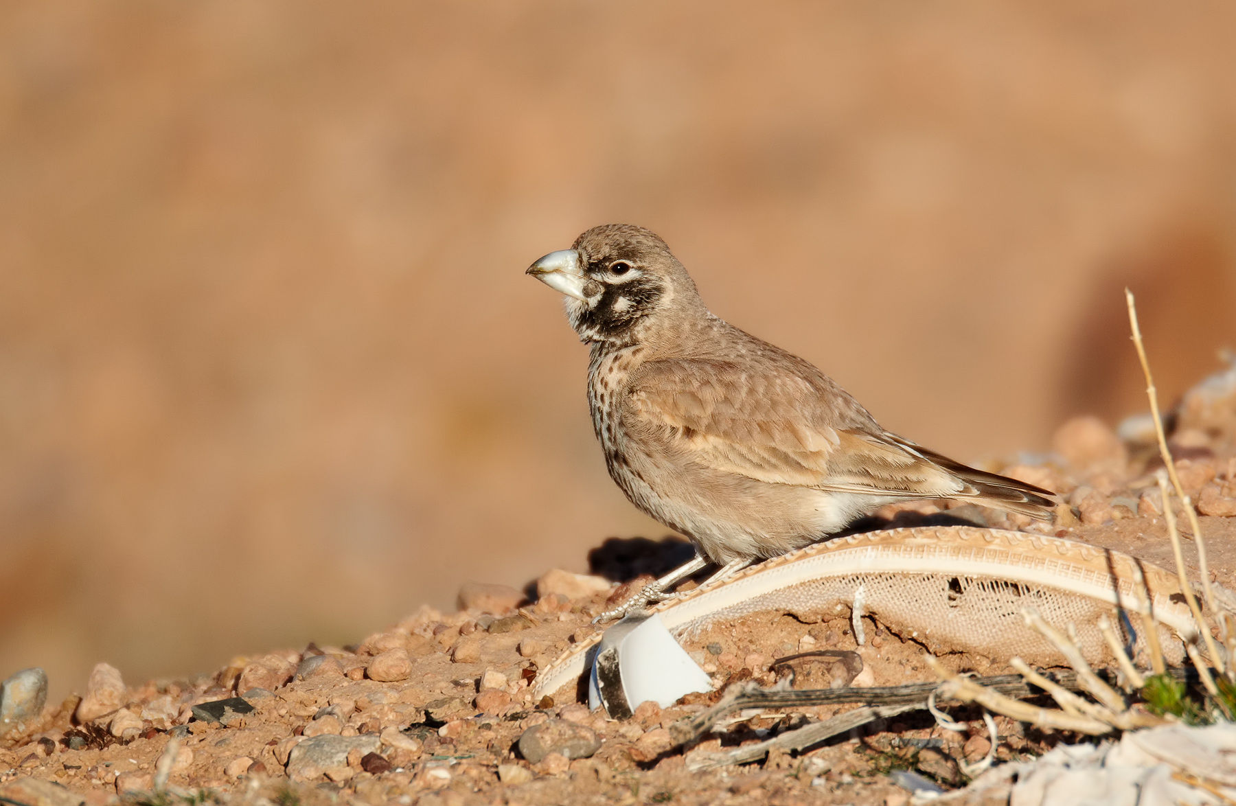 Thick-billed lark