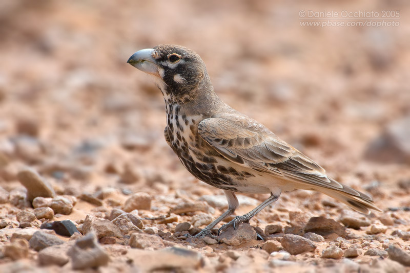 Pretty Thick-billed lark