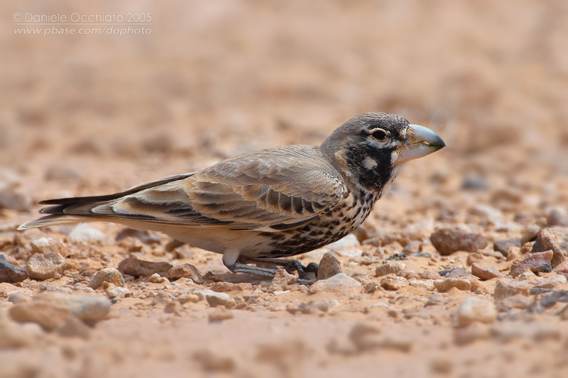 Pretty Thick-billed lark