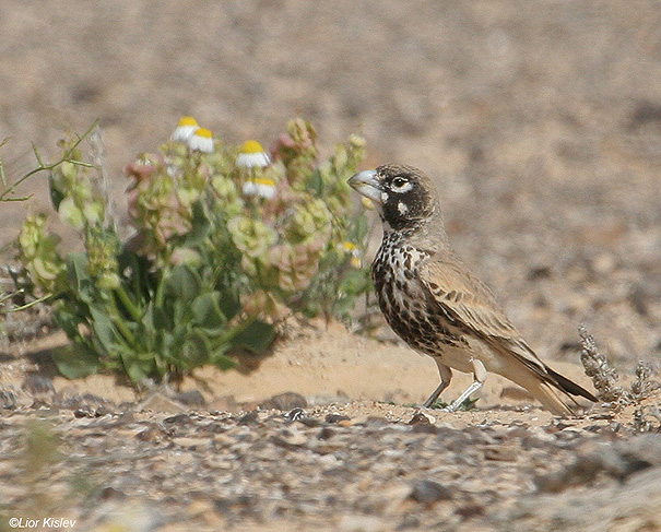 Pretty Thick-billed lark