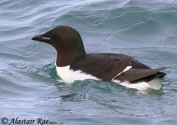 Pretty Thick-billed murre