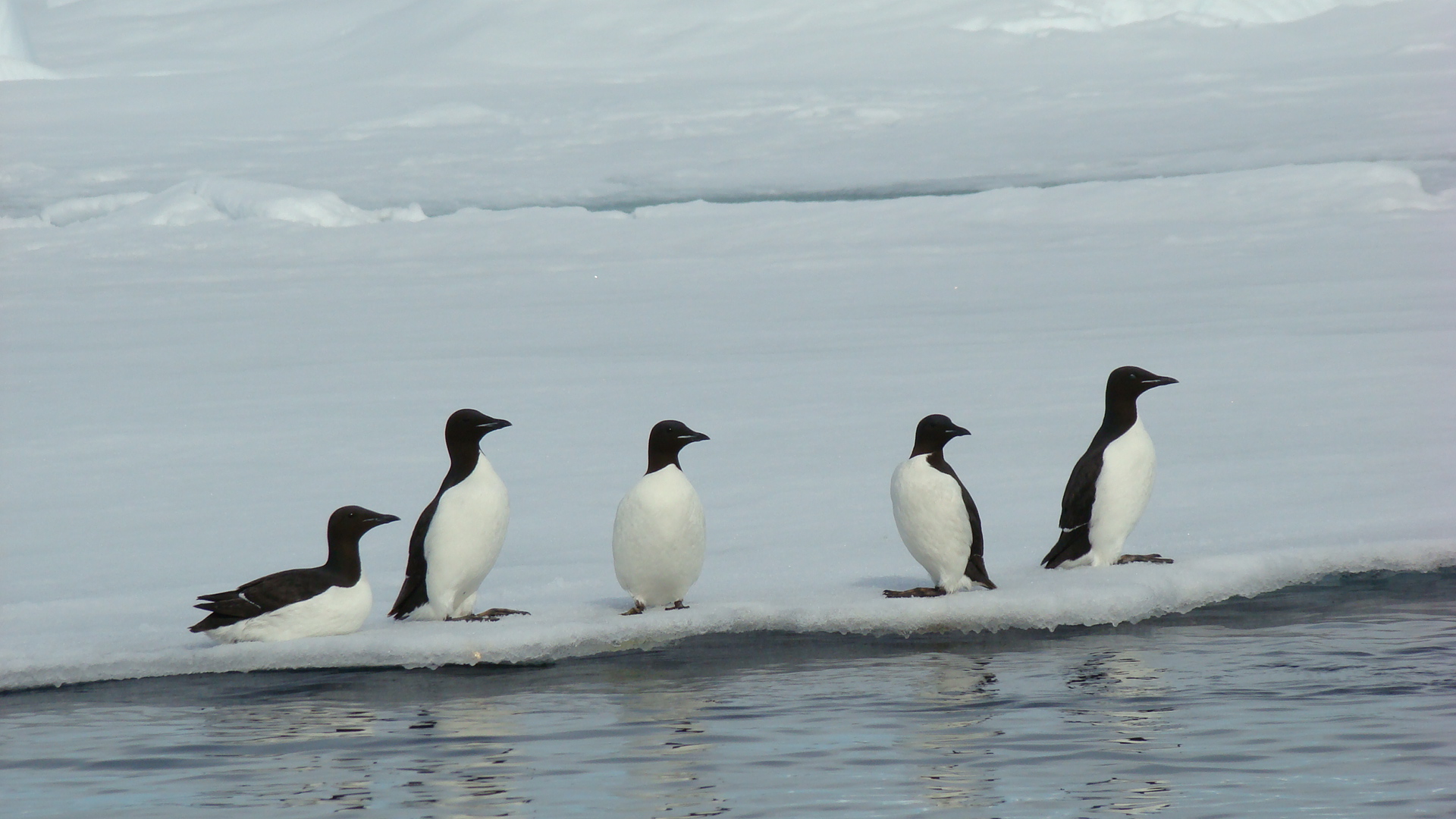 Pretty Thick-billed murre