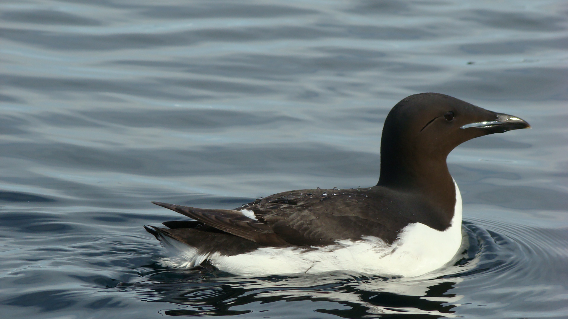 Pretty Thick-billed murre