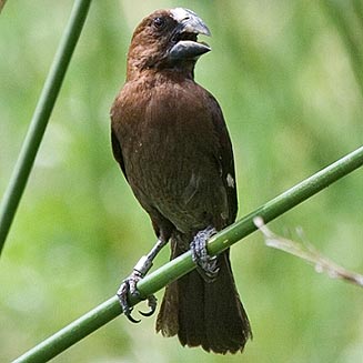Thick-billed weaver