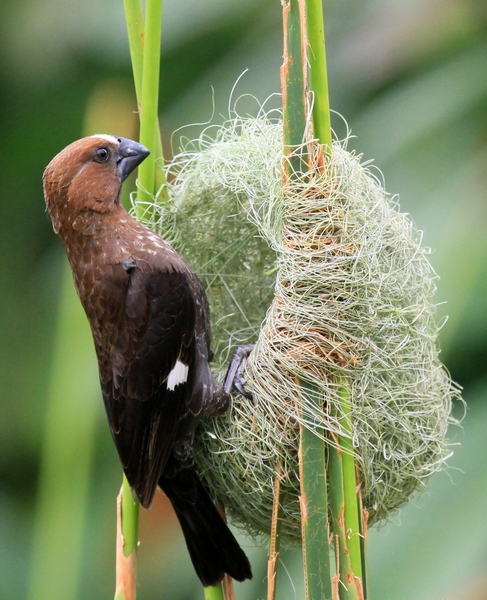 Pretty Thick-billed weaver