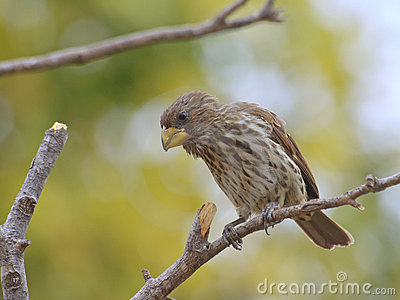 Pretty Thick-billed weaver
