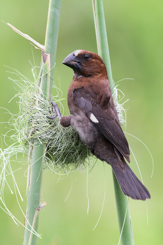 Pretty Thick-billed weaver