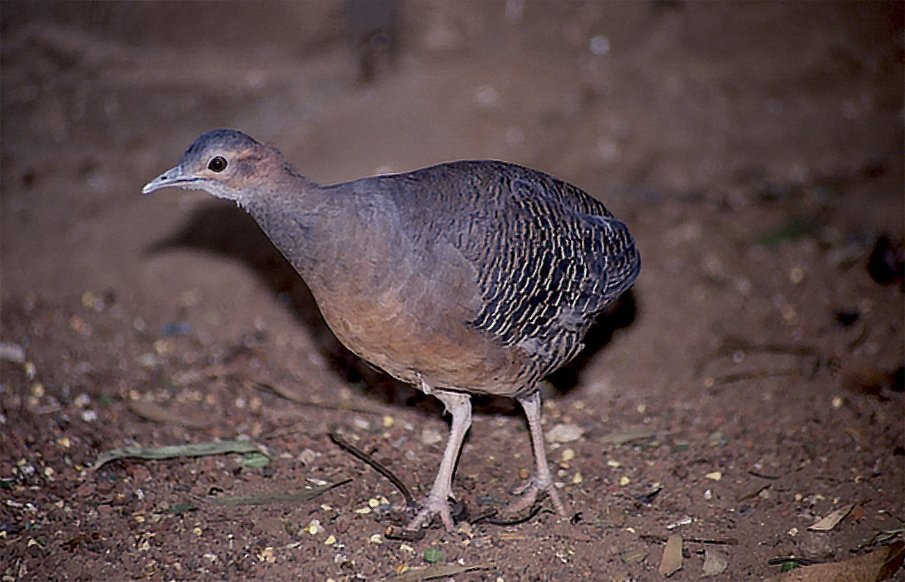 Thicket tinamou