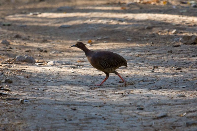 Pretty Thicket tinamou