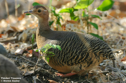 Pretty Thicket tinamou