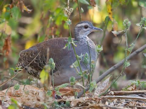 Pretty Thicket tinamou