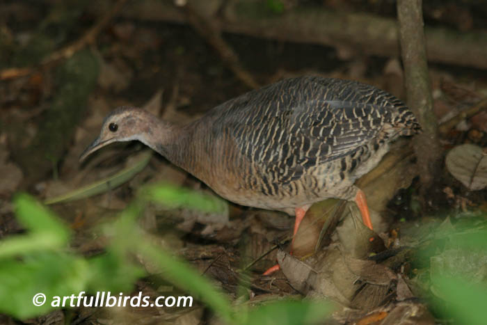 Pretty Thicket tinamou