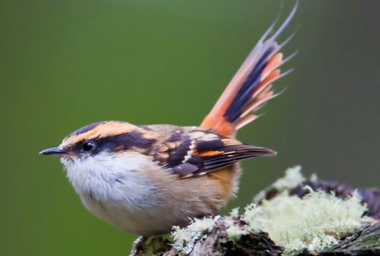 Thorn-tailed rayadito