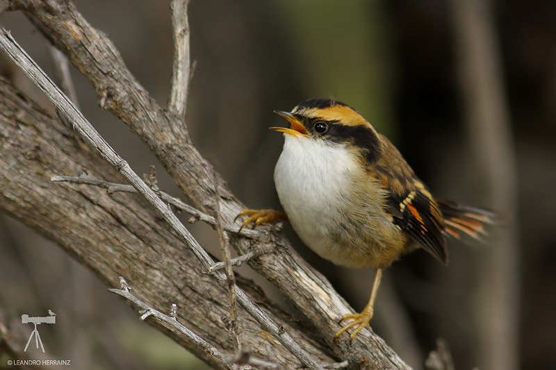 Pretty Thorn-tailed rayadito