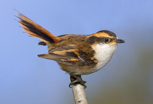 Pretty Thorn-tailed rayadito