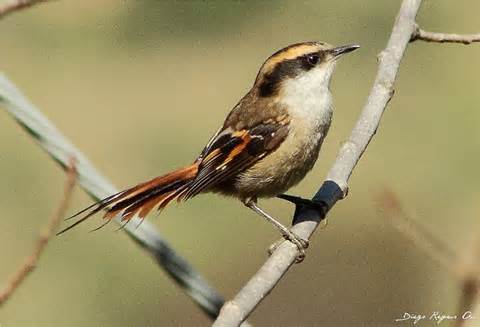 Pretty Thorn-tailed rayadito