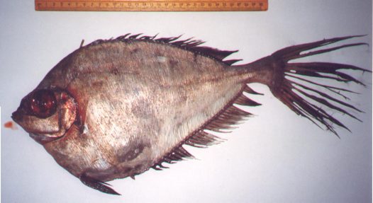 Pretty Thorny tinselfish