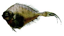 Pretty Thorny tinselfish