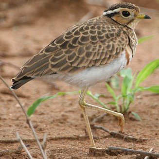 Pretty Three-banded courser