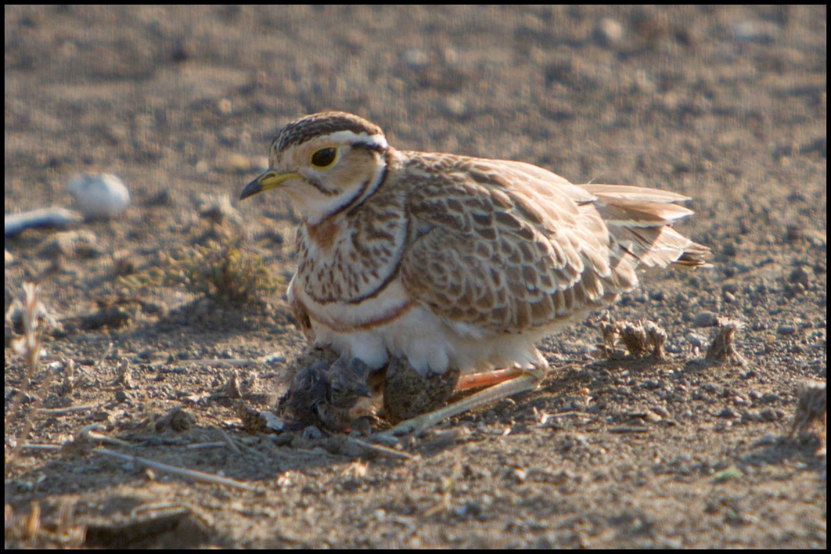 Pretty Three-banded courser