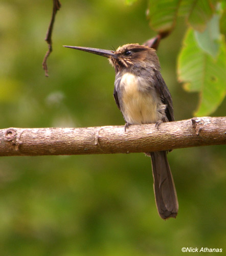 Three-toed jacamar